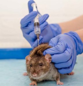 Injecting Norway Rat with Pertussis Vaccine