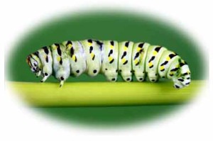 10049576 - swallowtail butterfly caterpillar