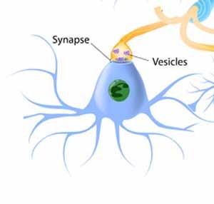 lafferman1979-nerves-35591034_s