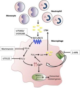 Scematic representation of Leukotriene B4 signaling events ... see more from ResearchGate.net