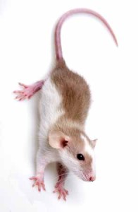 19130478 - little mouse isolated on a white background