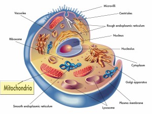 mitochondria